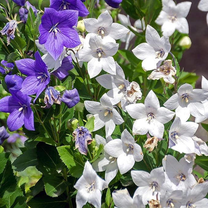 Outsidepride White Balloon Flower Seeds for Planting – 2000 Pcs Perennial, Drought-Tolerant, Easy to Grow, Low Maintenance, Pollinator-Friendly, Star-Shaped Blooms for Outdoor Gardens and Borders