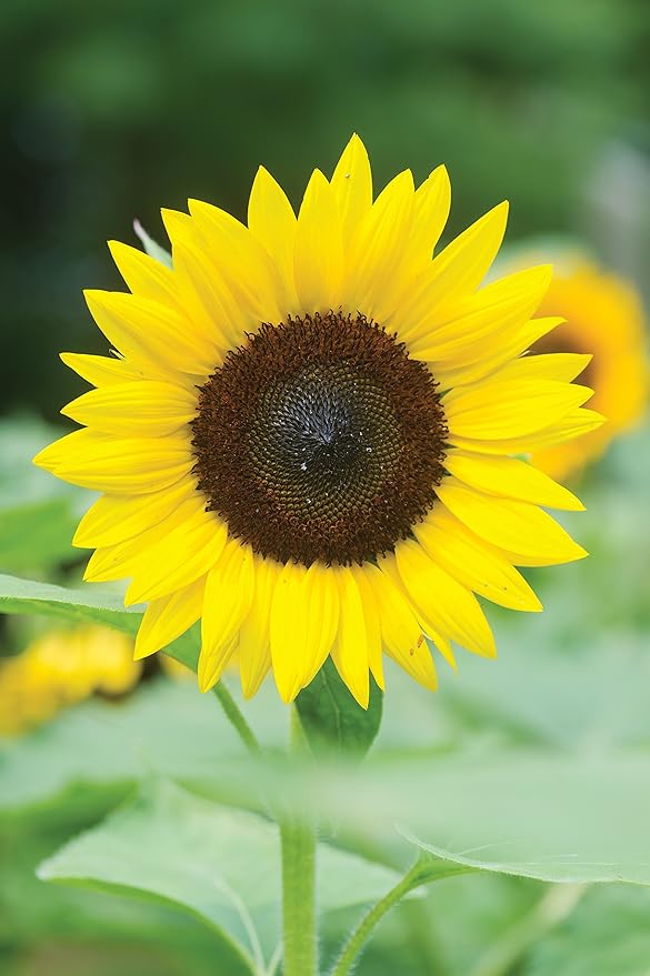 Burpee Jua Maya Hybrid Sunflower Seeds 45 seeds