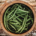 Ideal Market (Black Creaseback) Snap/Green Bean - 25 Seeds - Rare Heirloom Pole Bean Variety, Non-GMO Vegetable Seeds for Planting Outdoors in The Home Garden, Thresh Seed Company