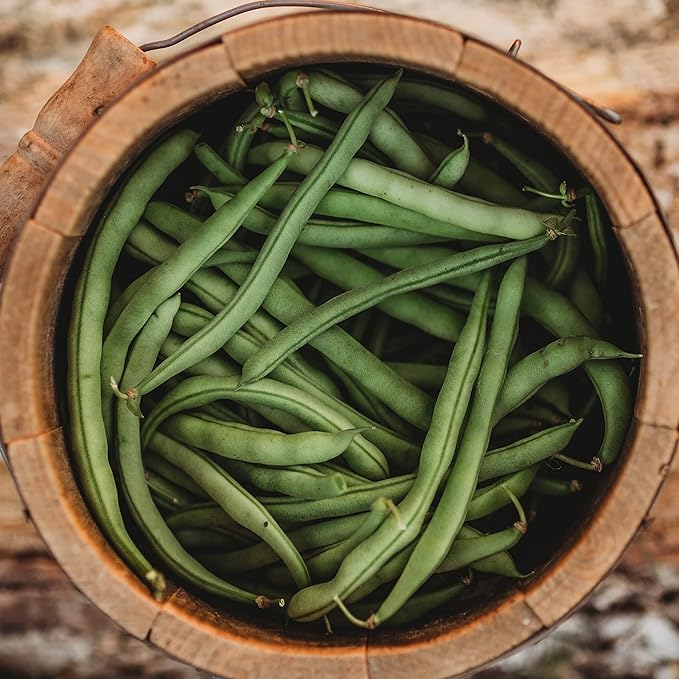 Ideal Market (Black Creaseback) Snap/Green Bean - 25 Seeds - Rare Heirloom Pole Bean Variety, Non-GMO Vegetable Seeds for Planting Outdoors in The Home Garden, Thresh Seed Company