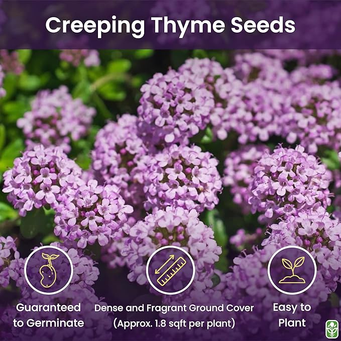 Creeping Thyme Seeds - Dense Ground Cover for Landscaping - 8,000+ Seeds - Outdoor Planting - Grown in The U.S.A