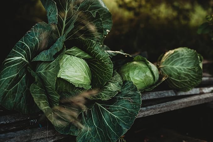 Danish Ballhead Cabbage - 100 Seeds - Heirloom & Open-Pollinated Variety, Non-GMO Vegetable Seeds for Planting Outdoors in The Home Garden, Thresh Seed Company