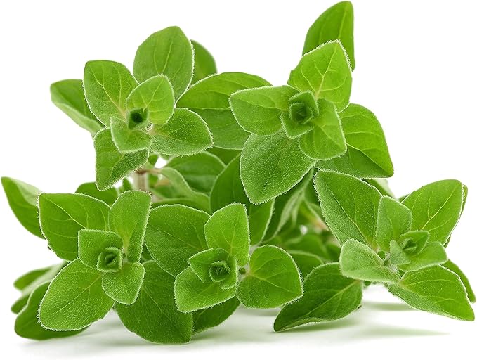 Oregano Seeds, 500+ Greek, Heirloom, Non GMO Seeds, Origanum vulgare VAR. Hirtum