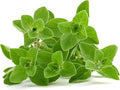 Oregano Seeds, 500+ Greek, Heirloom, Non GMO Seeds, Origanum vulgare VAR. Hirtum