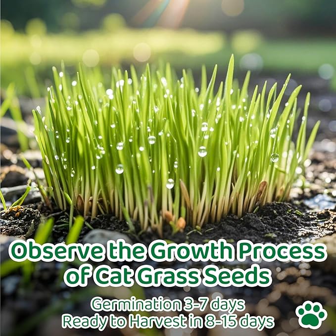 18oz Cat Grass Seeds Bulk - Over 14000+ Premium Cat Grass for Indoor Cats & Pets, High Germination Rate & Easy to Grow, Non-GMO Wheat Grass Seed for Planting(510g)