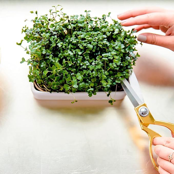 Back to The Roots 43003 Microgreens Ceramic Kit-Refill
