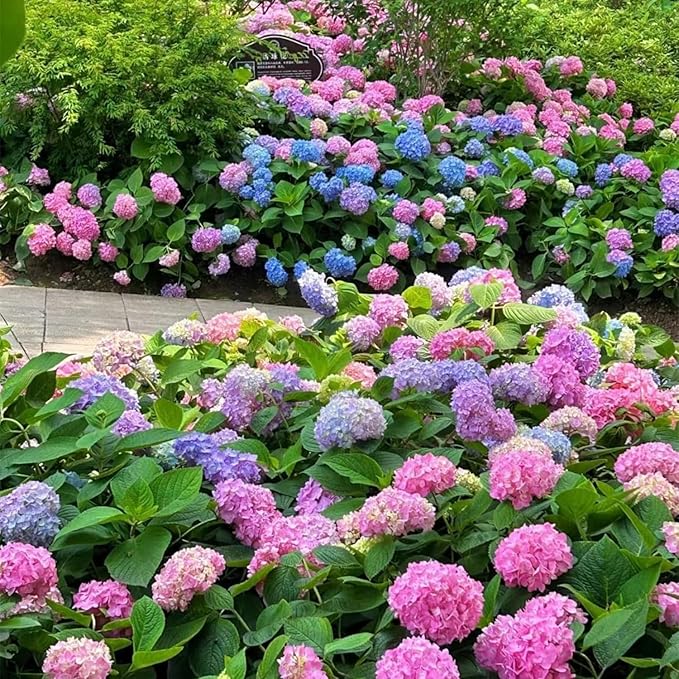 150+ Mixed Hydrangea Seeds for Planting Flowers Bush Plants Garden Decor Home Perennial Flower Plant Wedding Outdoor Garden