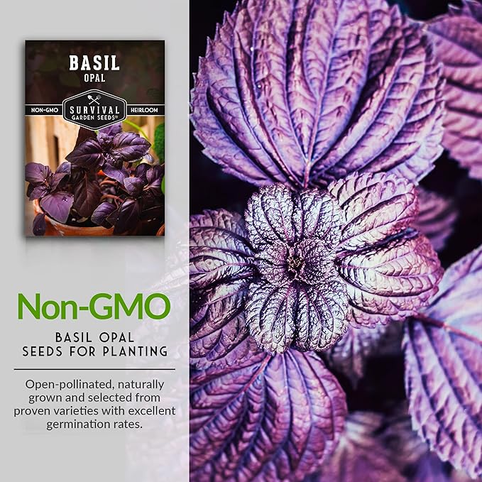 Opal Basil Seed for Planting - Packet with Instructions to Plant and Grow Delicious & Unique Purple Basil Herb Plants in Your Home Vegetable Garden - Non-GMO Heirloom Variety - Survival Garden Seeds