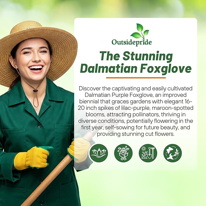 Outsidepride Digitalis Purpurea Dalmatian Purple Foxglove Seeds – 25 Pcs Perennial, Prolific, Tall Growing Flower Seeds with Pollinator-Friendly Blooms for Shaded Gardens & Outdoor Landscapes