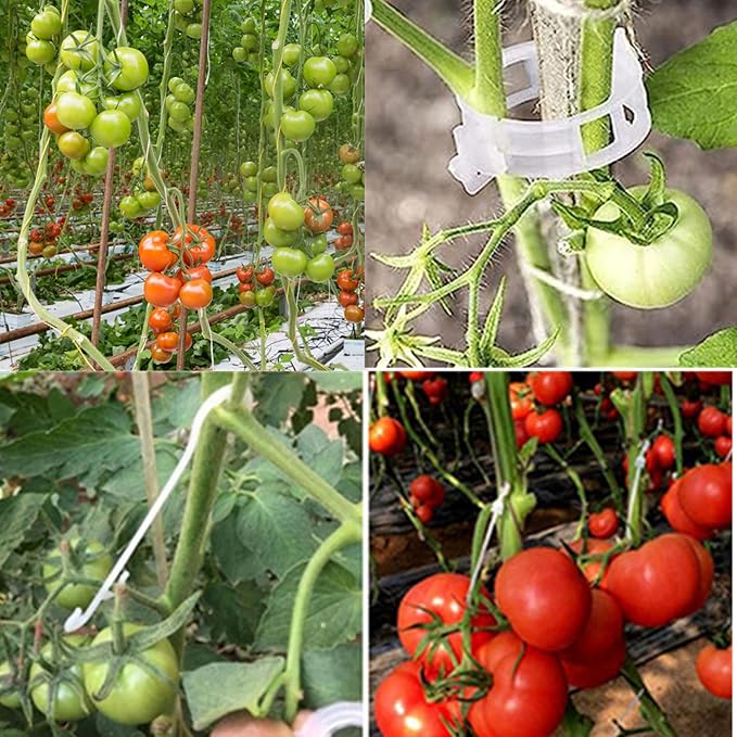 60pcs Tomato Hooks With String, Tomatoes Holder Hooks with 32.8ft Twine & Plant Support Clips, Vegetable Support J-Hook Clips Climbing Vine Crop Trellis Hooks for Vegetable Plant Fruit Flower (Green)