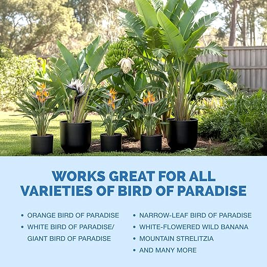 Bird of Paradise Fertilizer – Liquid Plant Food for Bigger Tropical Leaves, Stronger Roots & Healthy Upright Growth, 1 Gallon
