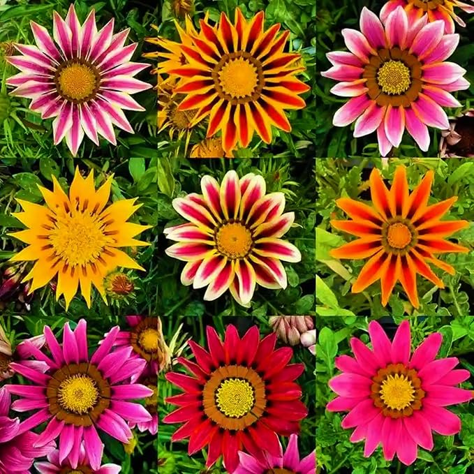 350+ Mix Gazania Seeds for Planting Heat & Drought Tolerant Garden Gazania Flower Ground Cover Plants for Home Garden Outdoor