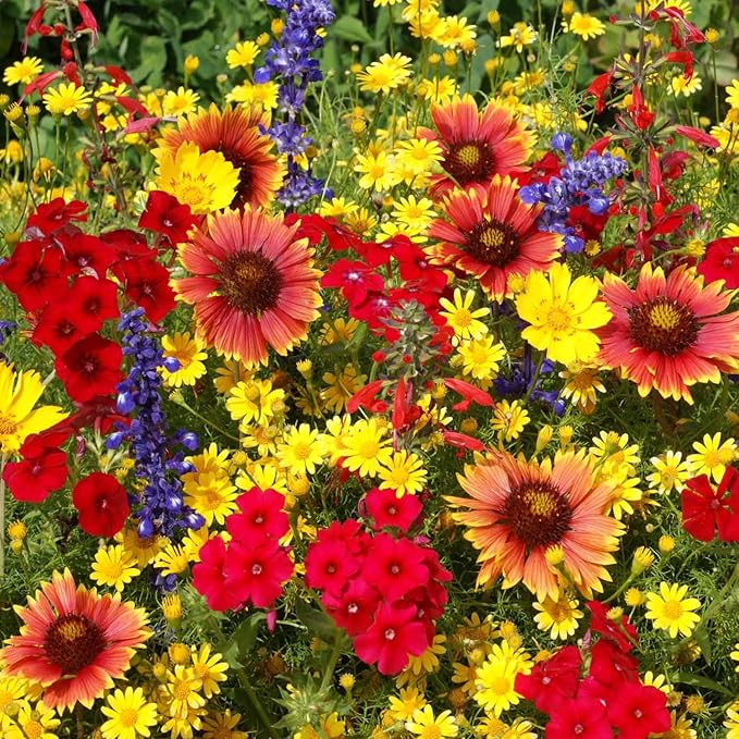 Outsidepride Texas & Oklahoma Wildflower Seed Mix - 1/4 lb Drought-Tolerant, Blend of Annual & Perennial Flower Seeds for Vibrant, Pollinator-Friendly Gardens, Thrives in Full Sun & Well-Drained Soil