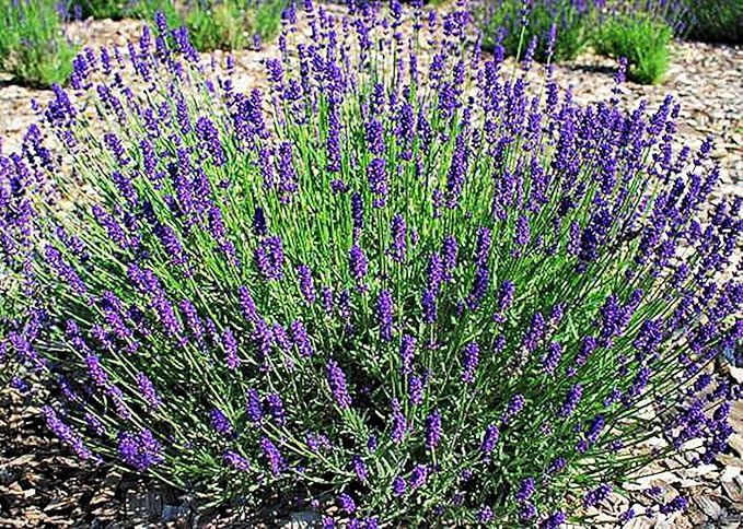 True Lavender - of All The Different Varieties, Lavandula angustifolia is arguably The Most Popular. 2500 Seeds