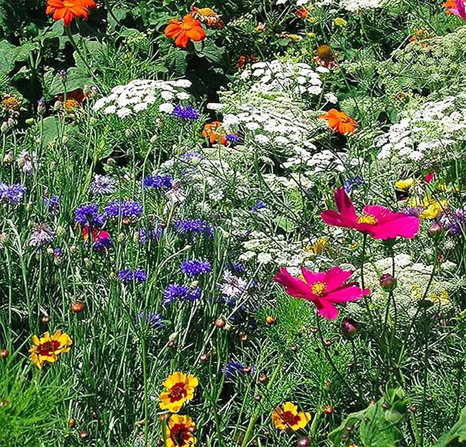 Low Rainfall, Dry Area Wildflower Seed Mix - 13 Varieties of Annuals and Perennials