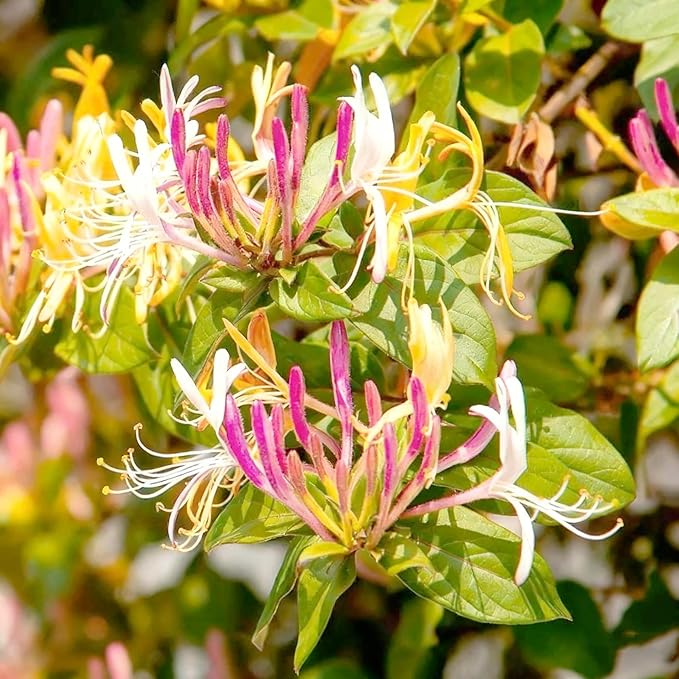 Honeysuckle Seeds for Planting, 200 Lonicera Vine Seeds, Non-GMO Heirloom Aromatic Honeysuckle Flower for Garden Home Outdoor
