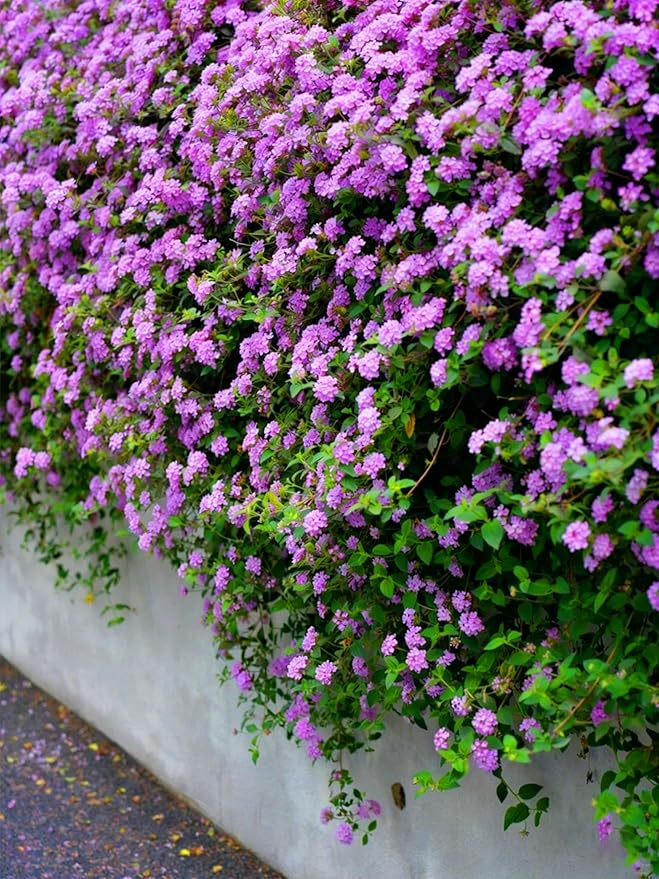 Mix Lantana Seeds for Planting, 350+pcs Rare Perennial Lantana Flower Seeds Plants, Heirloom NO-GMO Yard Potted Decoration Beauty Flowers Plants for Home Garden Outdoors