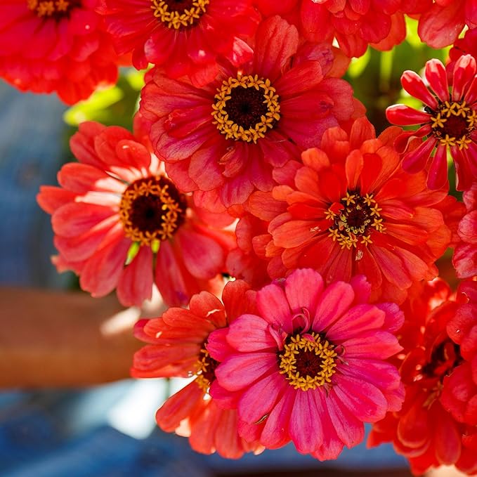 Eden Brothers Zinnia Seeds - Salmon Queen, Non-GMO Seeds for Planting, 1/4 lb | Low-Maintenance Flower Seeds, Plant During Spring, Zones 3, 4, 5, 6, 7, 8, 9, 10