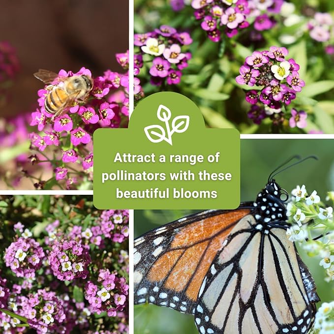 Sow Right Seeds - Sweet Pink Alyssum Seeds for Planting - Non-GMO Heirloom Annual or Short-Lived Perennial Blooms - Easy to Grow, Attracts Pollinators - Ideal for Borders, Containers, Ground Cover (4)