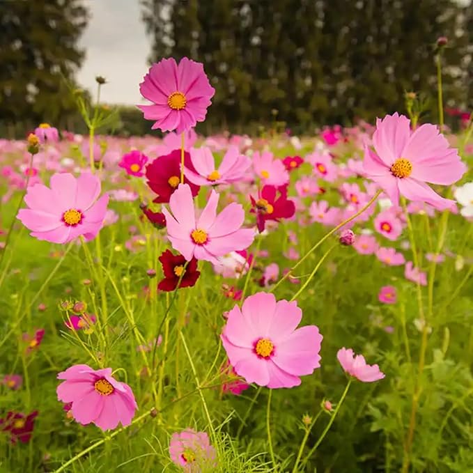 Mixrug 500pcs Pink Cosmos Seeds for Planting, Non-GMO Perennial Wildflower Seeds, Heirloom Rare Dwarf Garden Open Pollinated Flowers in Outdoors