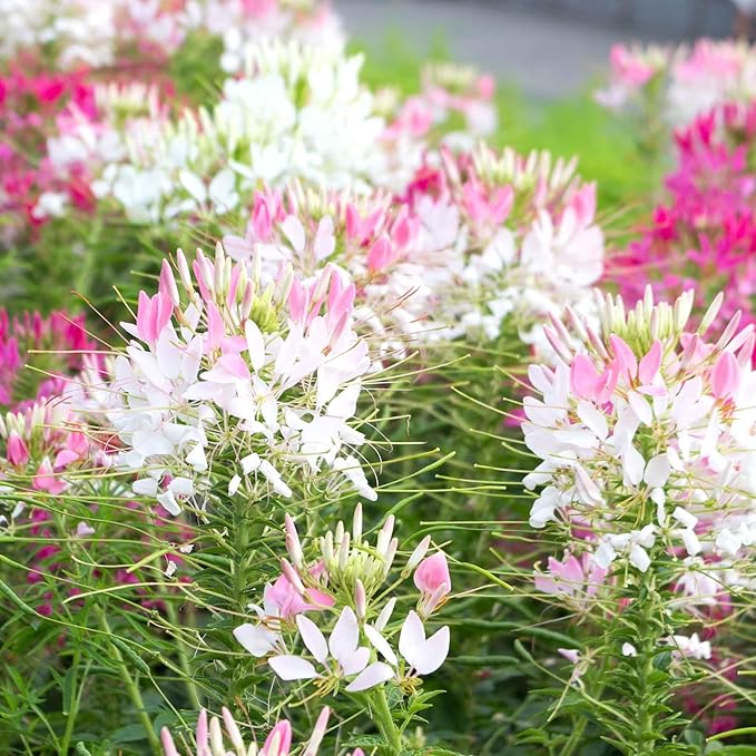 Eden Brothers Cleome Seeds - Sparkler Blush