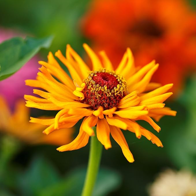 Eden Brothers Zinnia Seeds - Cactus Flowered, Non-GMO Seeds for Planting, Packet | Low-Maintenance Flower Seeds, Plant During Spring, Zones 3, 4, 5, 6, 7, 8, 9, 10