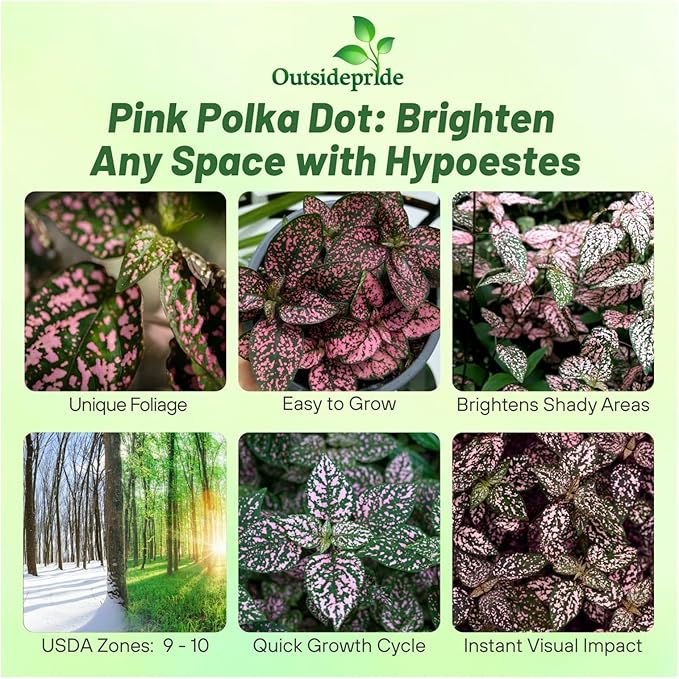 Outsidepride Pink Polka Dot Hypoestes Seed for Planting - 1000 Pcs Perennial Polka Dot Plant Seeds w/Variegated Foliage for Containers, Hanging Baskets, Small Gardens, Both Indoors & Outdoors