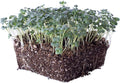 Ramoso Santana Sprouting Broccoli Seeds - 3 g Packet ~900 Seeds - Non-GMO, Open Pollinated - Vegetable Garden, Sprouts & Microgreens Seeds