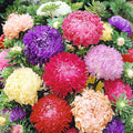 Duchess Aster Mixed Colors Seeds - 1000 Seeds Approximately