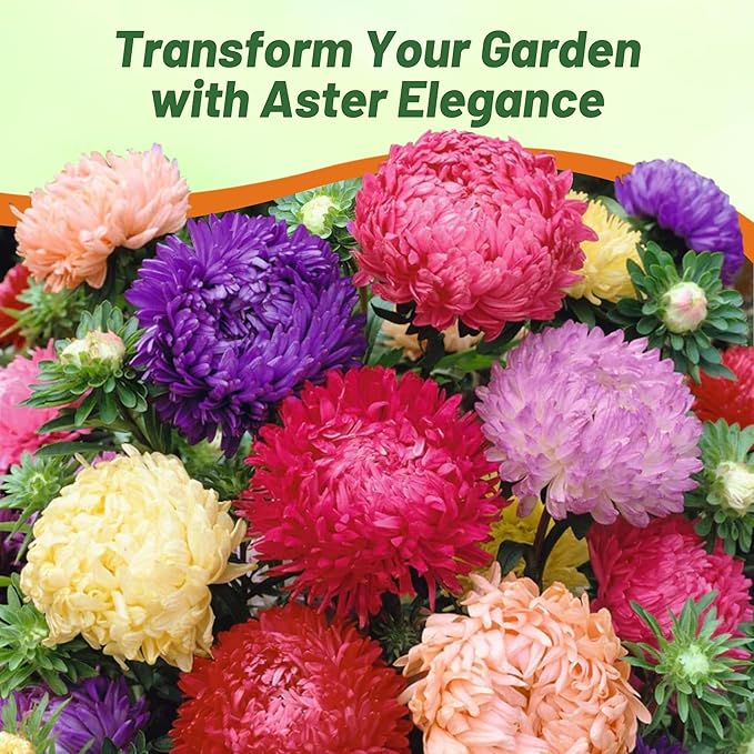 Outsidepride Paeony Aster Seeds - 2,000 Pcs Annual, Hardy & Pollinator Friendly Flower Seeds for Planting Vibrant Double Incurved Mix Petals, Ideal for Meadows & Aesthetic Gardens