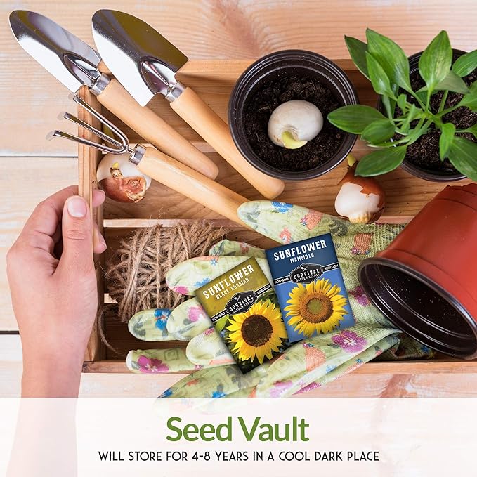 Edible Sunflower Seeds Collection for Planting | 2 Giant Flower Varieties – Mammoth & Black Russian – Heirloom Non-GMO – Survival Garden Seeds