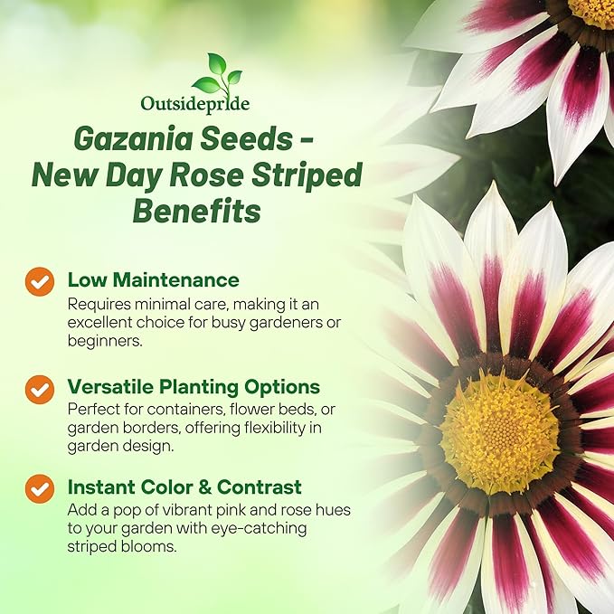 Outsidepride New Day Rose Striped Gazania Seeds for Planting – 50 Pcs Perennial, Low-Maintenance, Drought-Tolerant Ground Cover Seeds for Vibrant Summer & Fall Flowers, Great for Outdoor Gardens