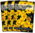 Sow Right Seeds - Dwarf Lance-Leaved Coreopsis Seeds for Planting - Non-GMO Heirloom Perennial Tickseed - Easy-to-Grow Flower for Butterflies & Bees - Sun-Loving Blooms for Gardens and Borders (3)