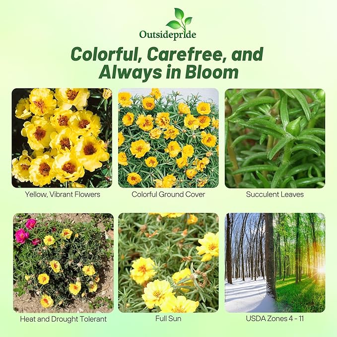 Outsidepride Yellow Moss Rose Seeds - 5000 Pcs Annual, Drought & Heat Tolerant, Pollinator Friendly Ground Cover Seeds for Planting w/Vibrant Blooms & Succulent Foliage, Ideal for Xeriscaping