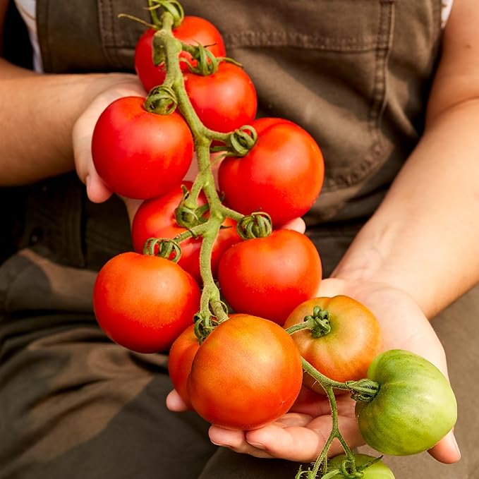 Burpee 'Fourth of July Hybrid' Tomato Seeds - Non-GMO, Indeterminate, Slicer Tomato, 90mg Seed Packet for Planting
