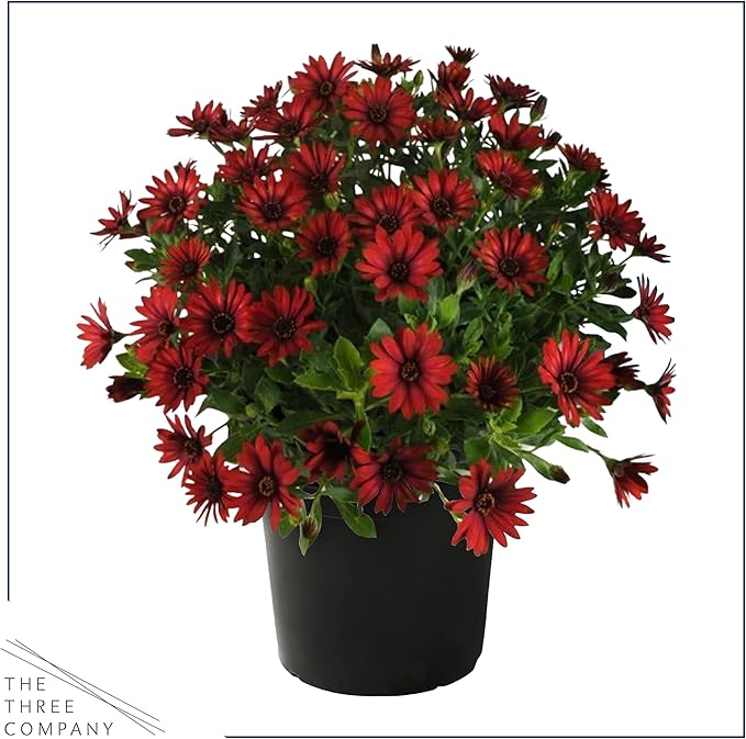 Live Flowering Osteospermum Plant - Red (3 Plants Per Pack) - Beautiful African Daisies - Early Spring Color - 12" Tall by 5" Wide in 1 Qt Pot