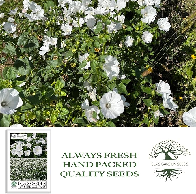 Dwarf White Rose Mallow Flower Seeds (Lavatera trimestris) – 100+ Heirloom Seeds per Packet, by Isla’s Garden Seeds, Compact Blooms for Home Gardens, Borders, Containers, Summer Flowers, Gift Idea