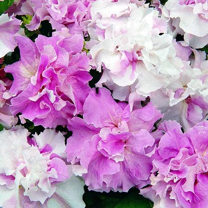 300+ Double Petunia Seeds for Planting Non-GMO Heirloom Dwarf Wave Petunia Flower Seeds for Planting Home Garden