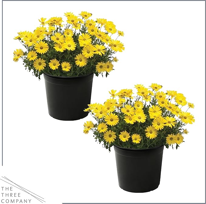 Live Flowering Osteospermum Plant - Yellow (2 Plants Per Pack), Beautiful African Daisies, Early Spring Color, 12" Tall by 5" Wide in 1 Qt Pot