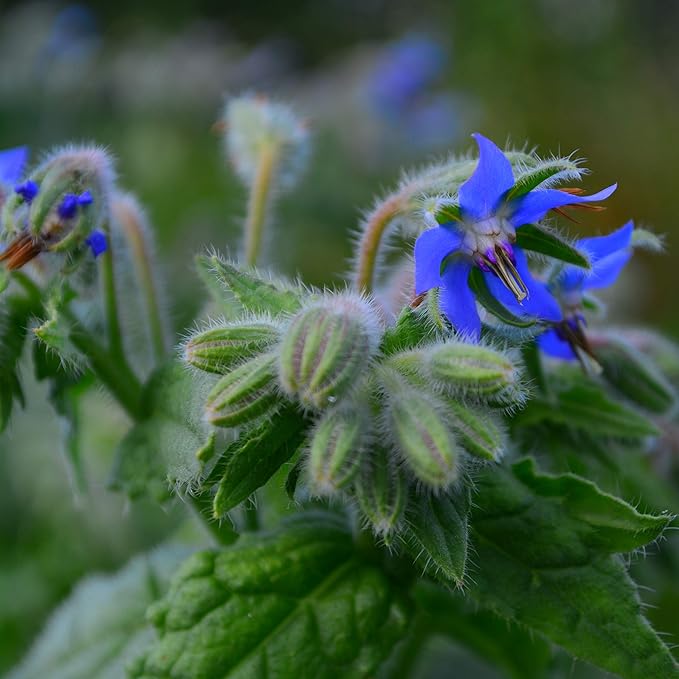 Borage - 100 Seeds - Heirloom & Open-Pollinated Variety, Pollinator-Friendly Non-GMO Herb Seeds for Planting, Grow Medicinal Herbs Indoors/Outdoors in Containers or a Home Garden, Thresh Seed Company