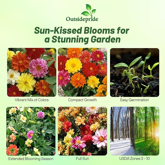 Outsidepride Unwin Bedding Dahlia Seeds for Planting - 500 Pcs Annual, Easy to Grow, Season-Long Flower Seeds with Colorful Blooms for Containers, Pots, Borders, & Gardens, Suitable as Cut Flower