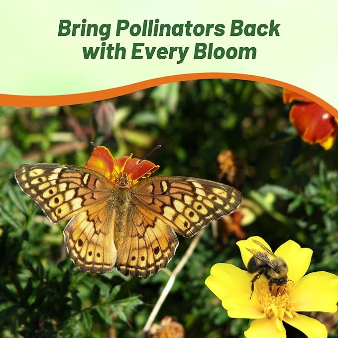 Outsidepride Sunglow French Marigold Seeds - 200 Pcs Annual, Compact, Heat & Drought Tolerant Flower Seeds for Planting w/Double Crested, Bi-Colored Blooms, Ideal for Vibrant Pollinator Gardens