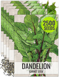 Seed Needs Garnet Stem Dandelion Seeds for Planting - Non-GMO, Heirloom & Untreated Edible Herbs - Grow Your own Food for Tortoises, Rabbits & Bearded Dragons (5 Packs)