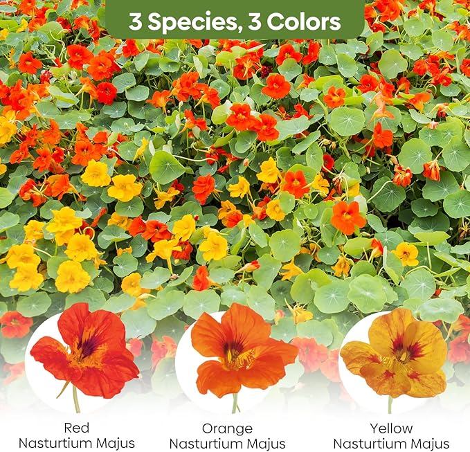 Groundio Nasturtium Seeds, 1 OZ, 3 Colors, Climbing Nasturtium, Edible Flower, Mixed Annual Flower Seeds for Planting Outdoors, Attract Poillinators (Orange, Red, Yellow)