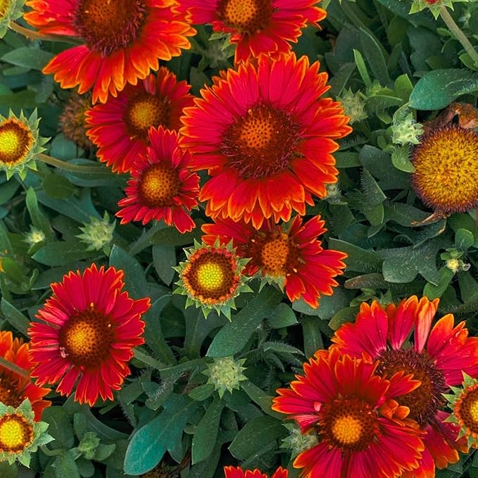Clovers Garden Blanket Flower Arizona Red Shades (Gaillardia) Plants – Two (2) Live Plants – Non-GMO - Not Seeds - Each 4" to 8" Tall – in 4" Inch Pots – Hardy Flowering Perennial