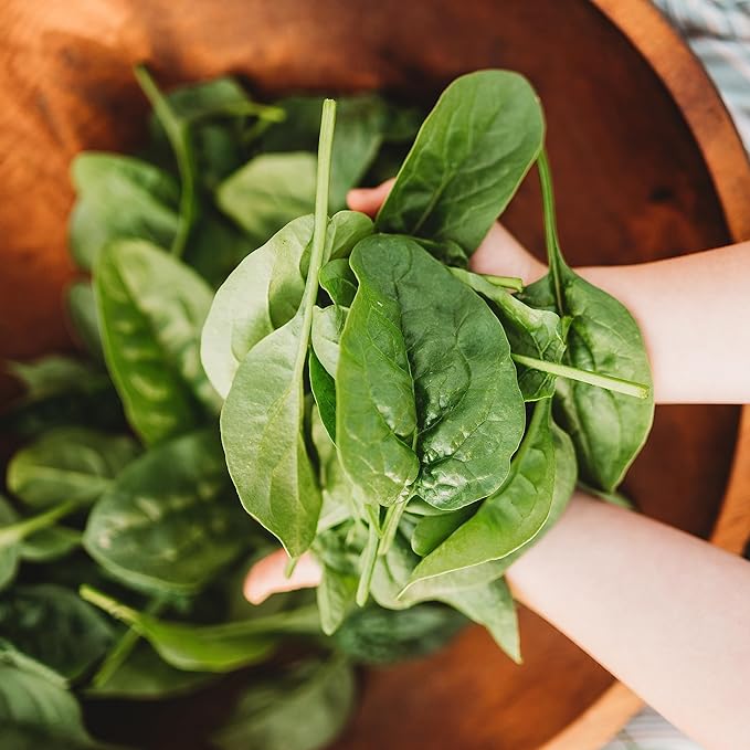 Bloomsdale Longstanding Spinach - 250 Seeds - Heirloom & Open-Pollinated, Easy-to-Grow Leafy Greens, Non-GMO Vegetable Seeds for Planting Indoors/Outdoors in Containers/Garden, Thresh Seed Company