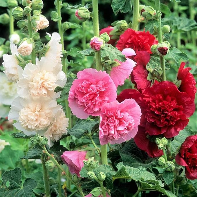 100 Double Hollyhock Seeds – Multicolor Heirloom Perennial Blooms, Ideal for Borders and Cottage Gardens