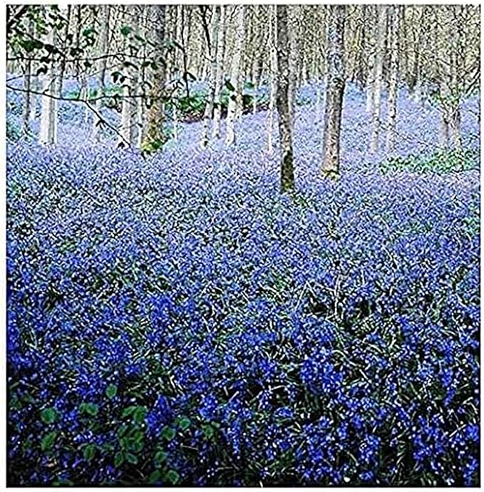 10 English Bluebell Bulbs - Hyacinthoides Non-scripta, Classic Woodland Spring Flowers, Ideal for Naturalizing and Shade Gardens, Woodland Planting. in England, These Make a Glorius Sight