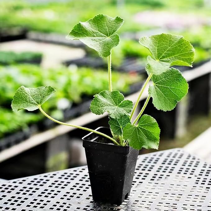 100 Double Hollyhock Seeds – Multicolor Heirloom Perennial Blooms, Ideal for Borders and Cottage Gardens