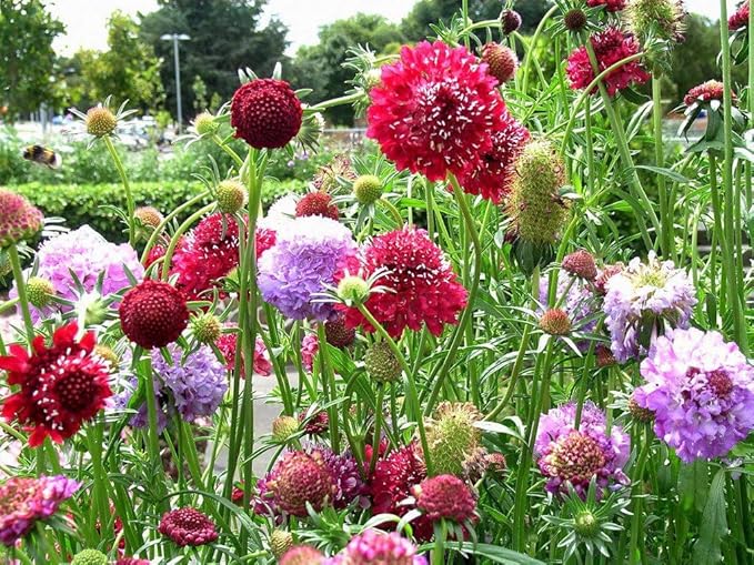 Seeds Pincushion Flower Mix - Scabiosa - Annual Flowers for Planting